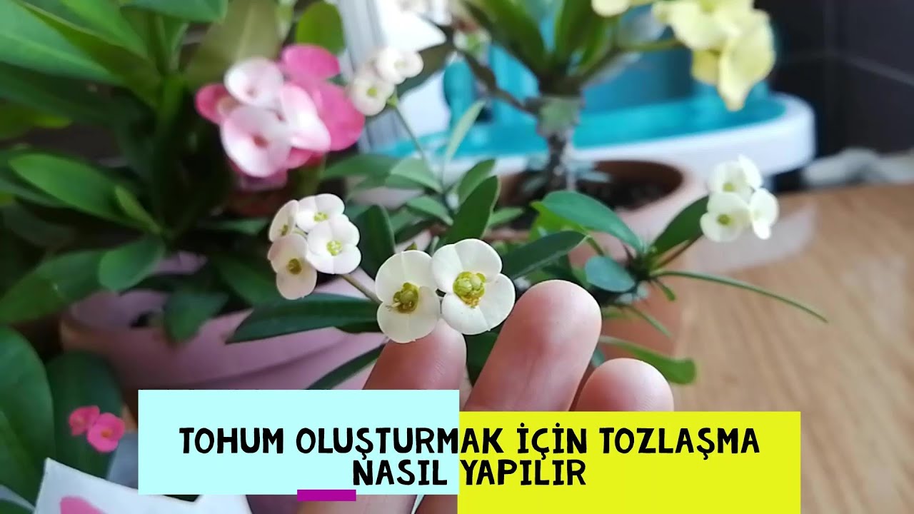 Dikenler Tacı Tohum Oluşturmak İçin Tozlaşma Nasıl Yapılır? Euphorbia Milii tohum nasıl olur?