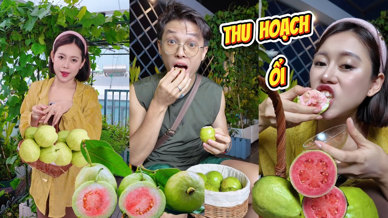 Trồng  Được Cây Ổi Siêu Trái Nhưng Chồng Không Tin 😆