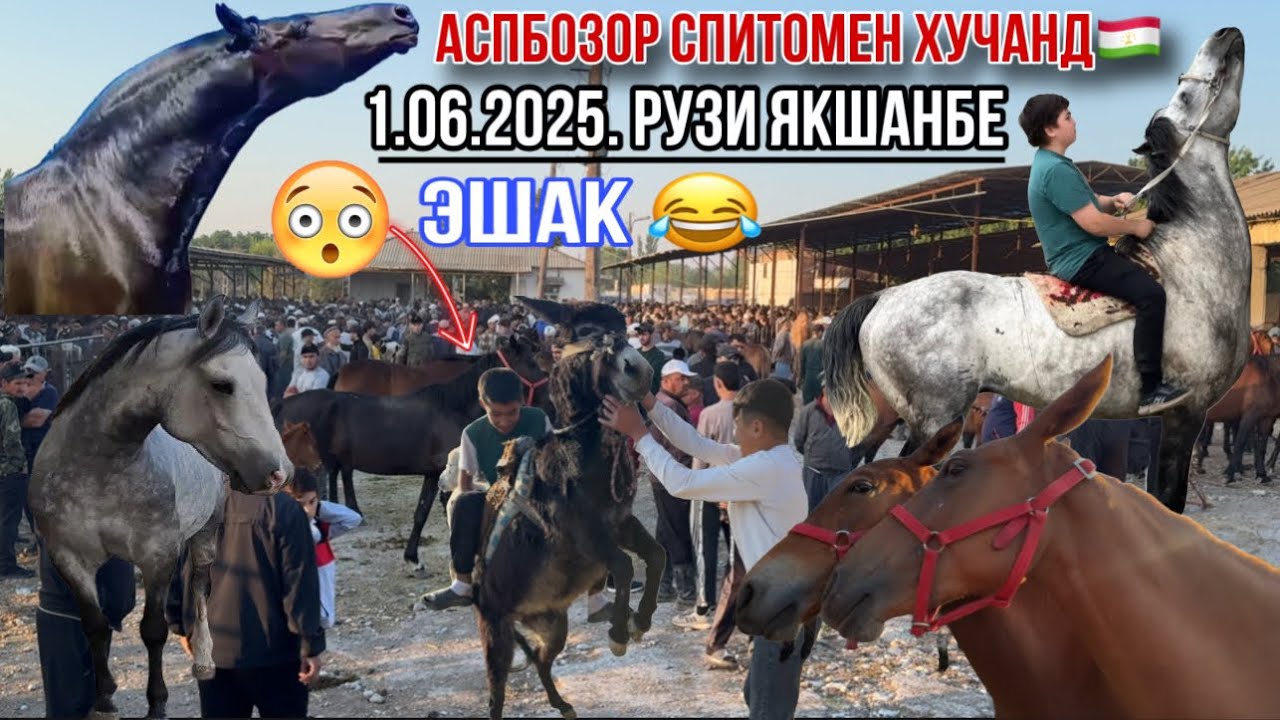 Аспбозор девона аспхо байтал Тойхои оригинал Спитомен Хучанд🇹🇯 1 июня 2025 г.
