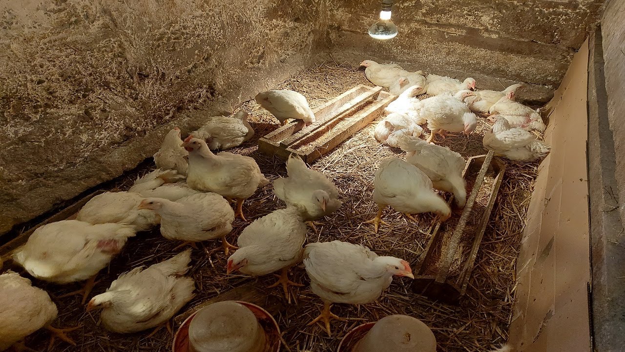 Młode Brojlery na hodowli /Dwie Kwoki na Jajkach i Gołębie które Przeżyły