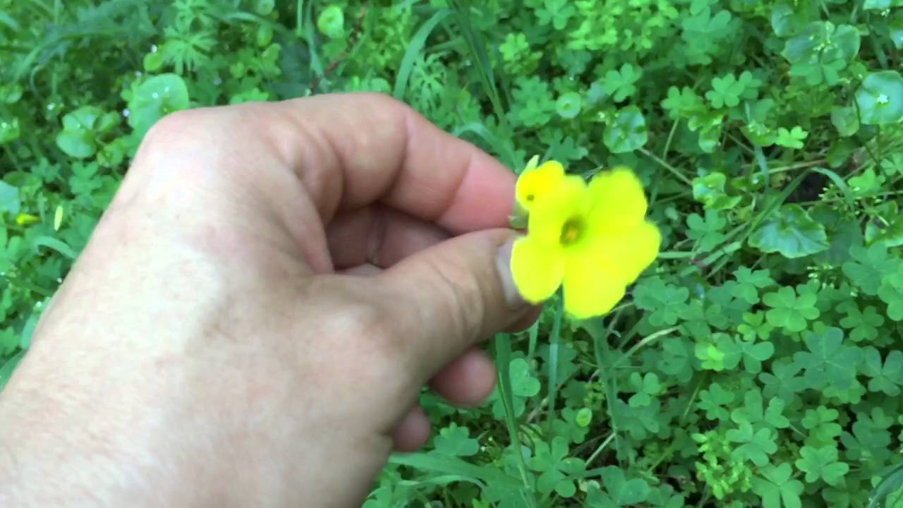 Wood sorrel-edible and delicious! Looks like clover.