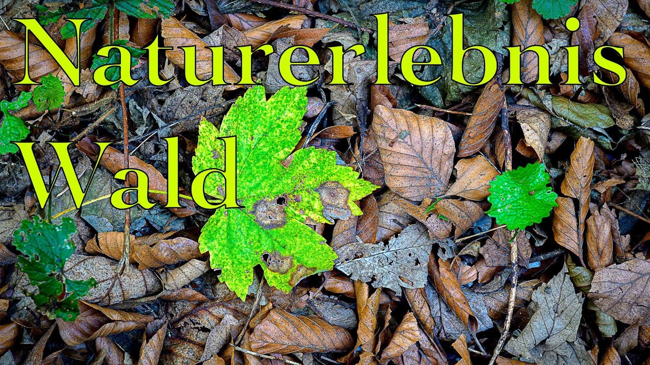 Naturerlebnis Wald (Details fotografieren)