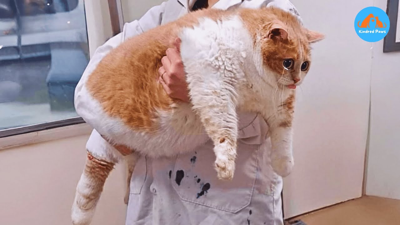 Бигги, 43-фунтовый кот, который не мог ходить, — пока один выбор не изменил всё.