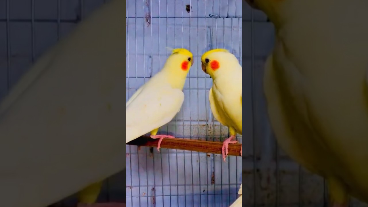 Birds Depression and solution #shorts #birds #bird #cockatiel #depression #solution