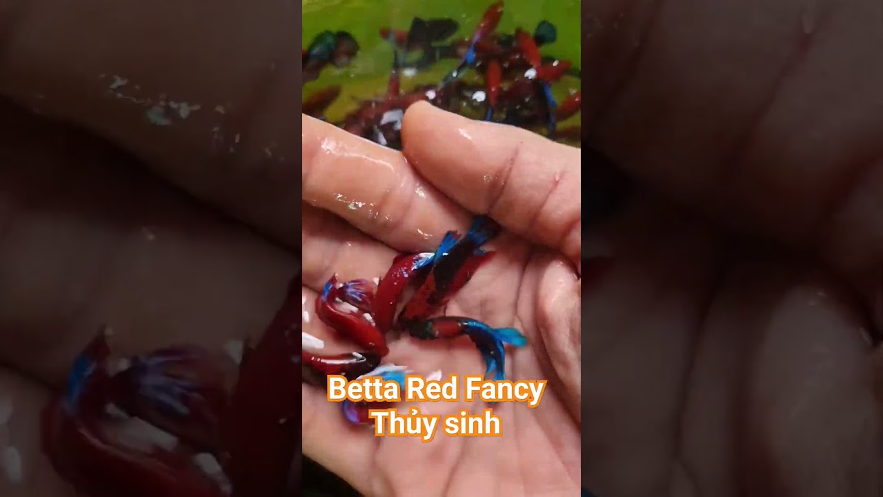 #cabetta #redfancy #betta #sotseabettaofficial #bettafish