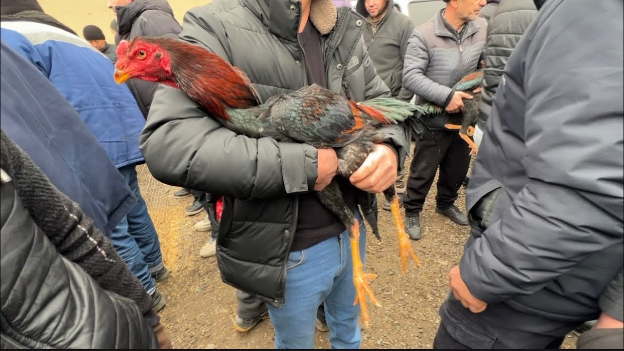 BUNAQASI JUDA KAM UCHRAYDI! DAKAN XÓRIZLARNI ZÓRLARI KELDI ARZON NARXLAR DAKAN ISHQIBOZLARI UCHUN