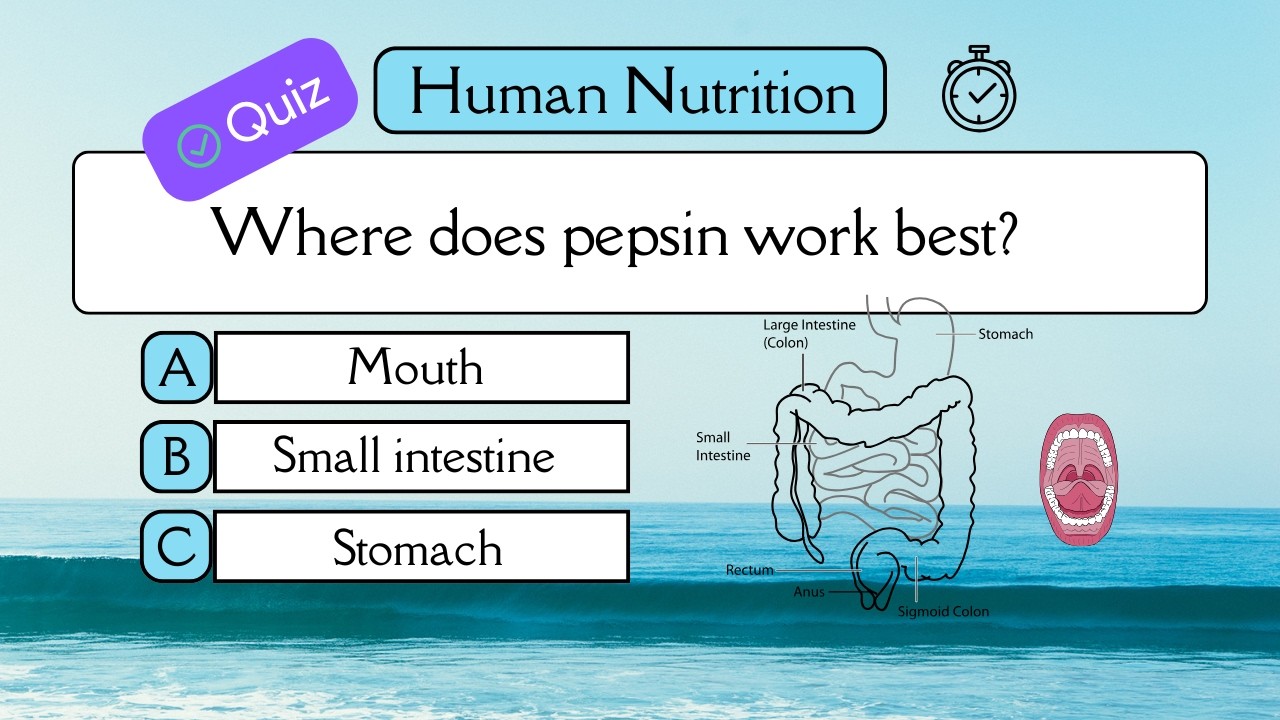 Human Nutrition Quiz (30 MCQs) | Digestion, Enzymes, Villi, Diet | NEET, CBSE, IGCSE, MCAT