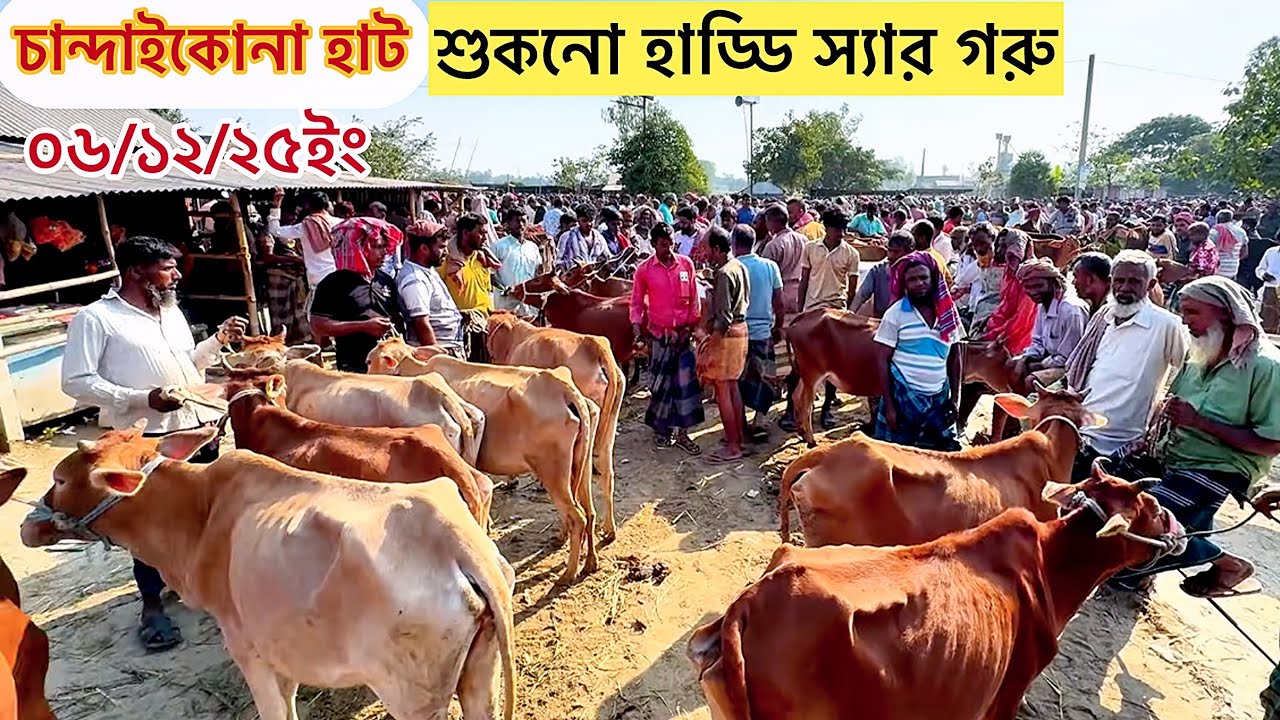শনিবারের চান্দাইকোনা গরুর হাট | খামারের জন্য সেরা শুকনো হাড্ডি স্যার গাভী গরু | আজকের গরুর দাম ২০২৫।