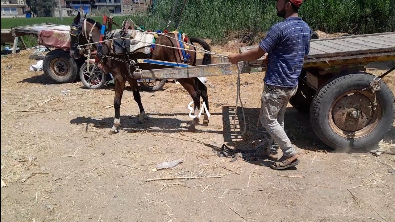 فلوه لسه بتتعلم  جر من الاخر#(احسن شد خيل)*