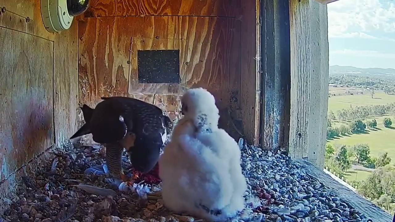 #falcon Nest P#71 mother birds feeding her chicks, parent birds brings food to feed their babies
