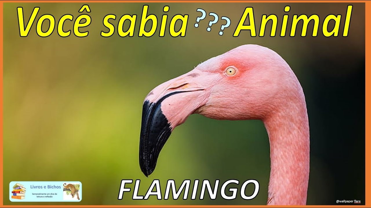 Você sabia? Flamingo #Flamingo #aves #animais
