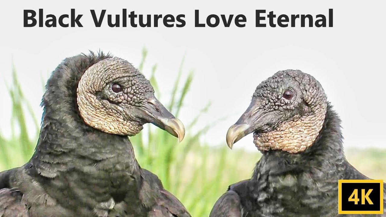 Black Vultures Nesting in Backyard - Valentine's Day Special