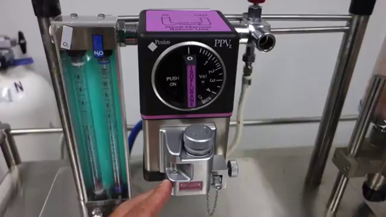Setting up an anaesthetic machine for veterinary usage.