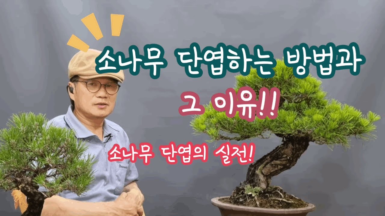 소나무 단엽을 어떻게 하는가?/소나무 단엽의 실전!