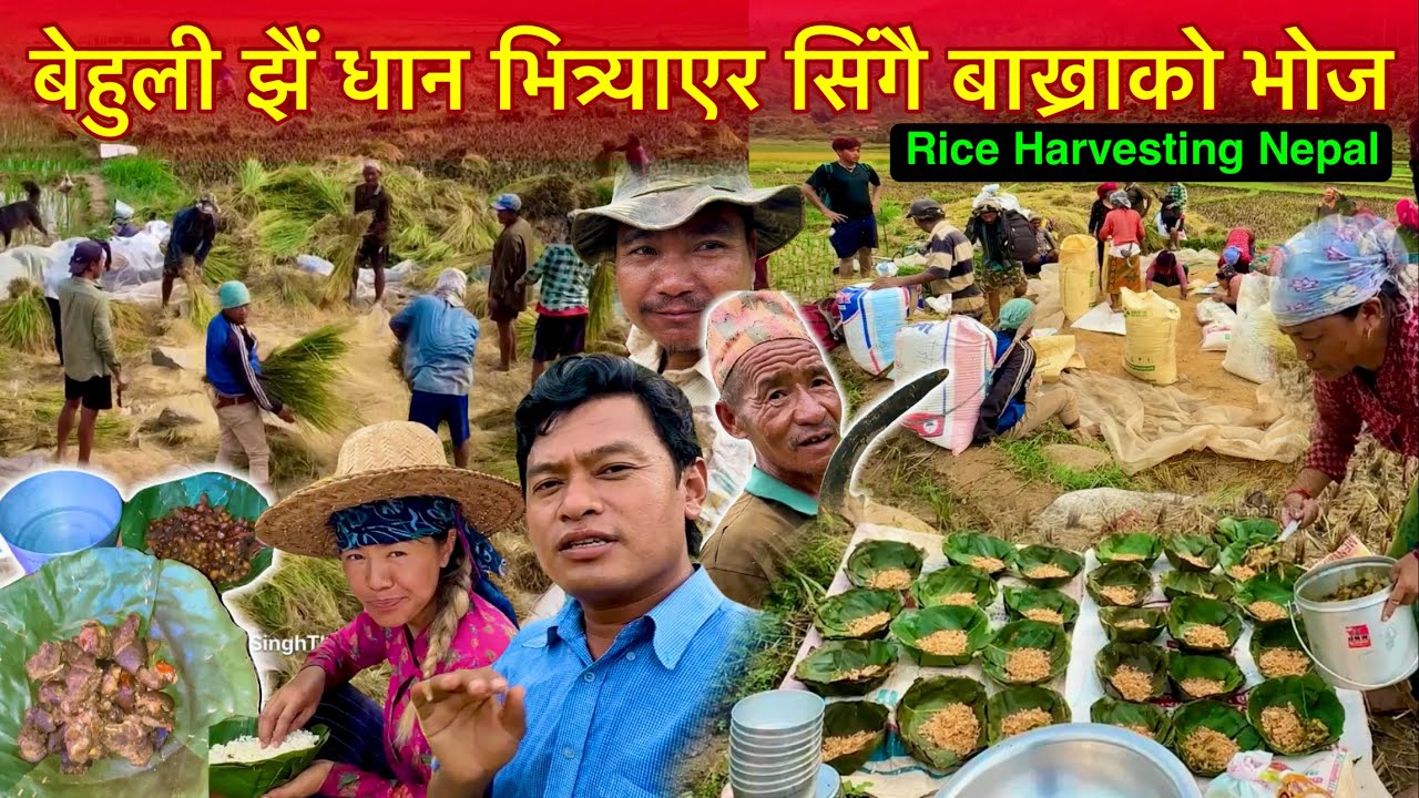बेहुली झैं गरि धान भित्र्याएर सिंगै बाख्राको भोज खेतलालाई / Paddy Cutting / Rice Cultivation Nepal