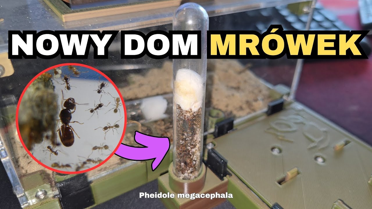 Jak Przeniosłem Kolonię Pheidole Megacephala do Nowego Formikarium?