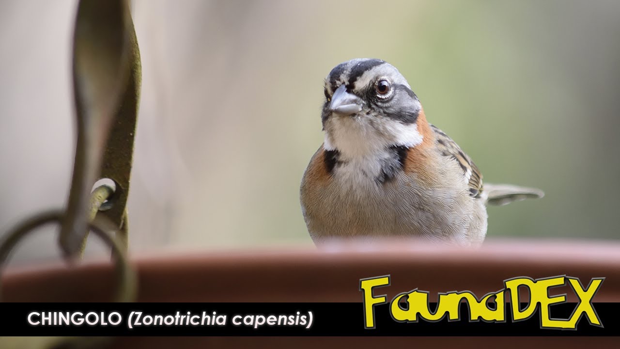 CHINGOLO (Zonotrichia capensis) - FAUNADEX #4