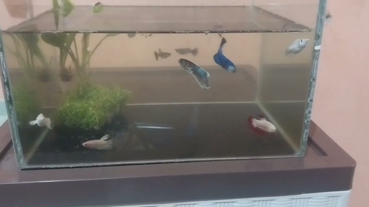 Kumpulan ikan tanpa airator aerator