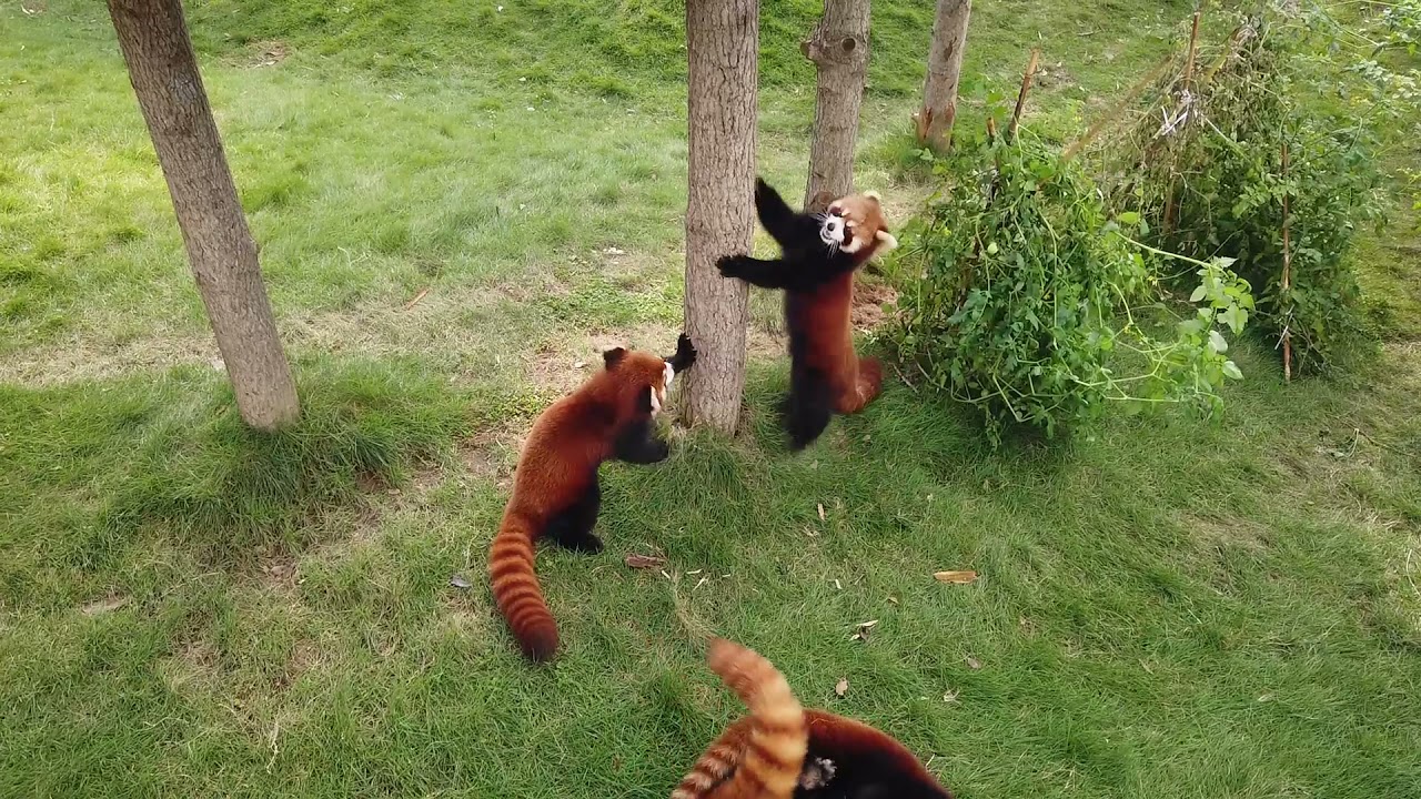 Four red pandas play together