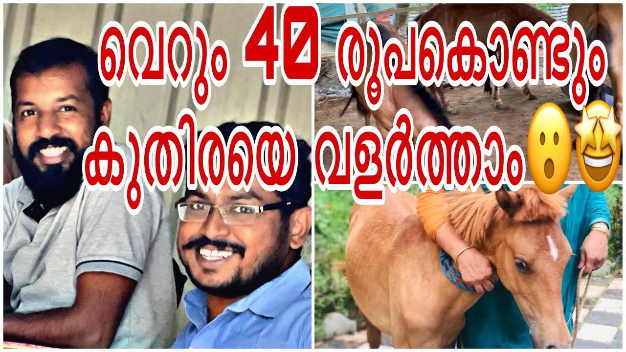 വെറും 40 രൂപ വരുമാനമുള്ളവർക്കും കുതിരയെ വളർത്താം😮#തത്തമംഗലം ഹോർസ് ഫാം