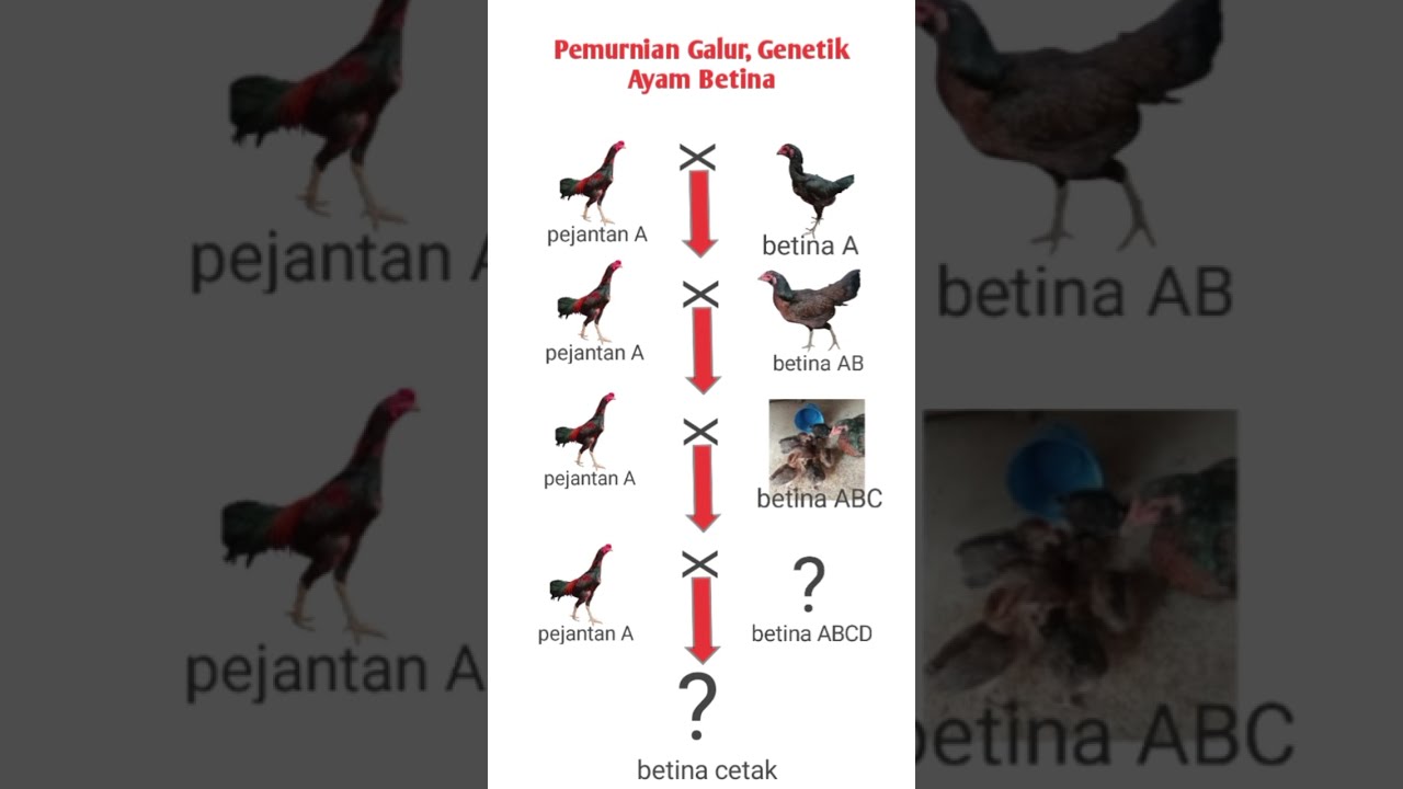 rekayasa genetik ayam aduan,babon cetak,