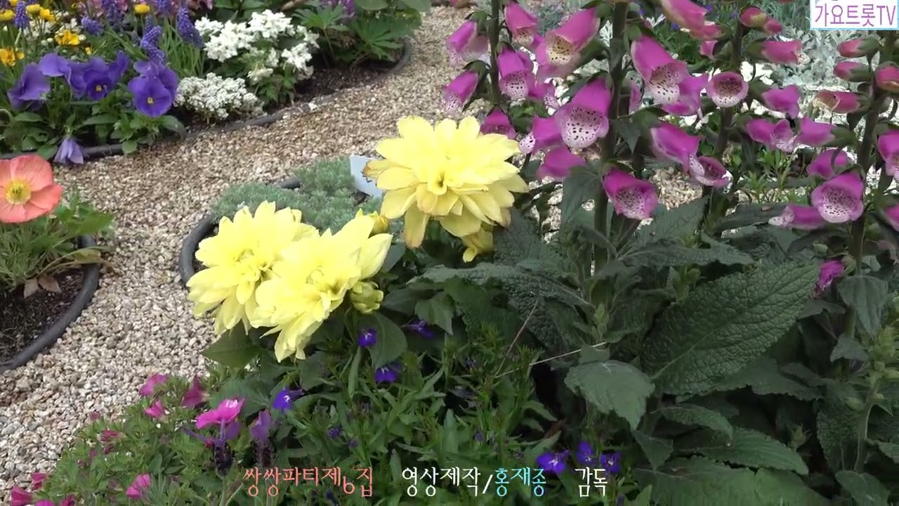 쌍쌍파티 제6집   영상제작  가요트롯tv 홍재종  감독 미디어 주노 성남지사