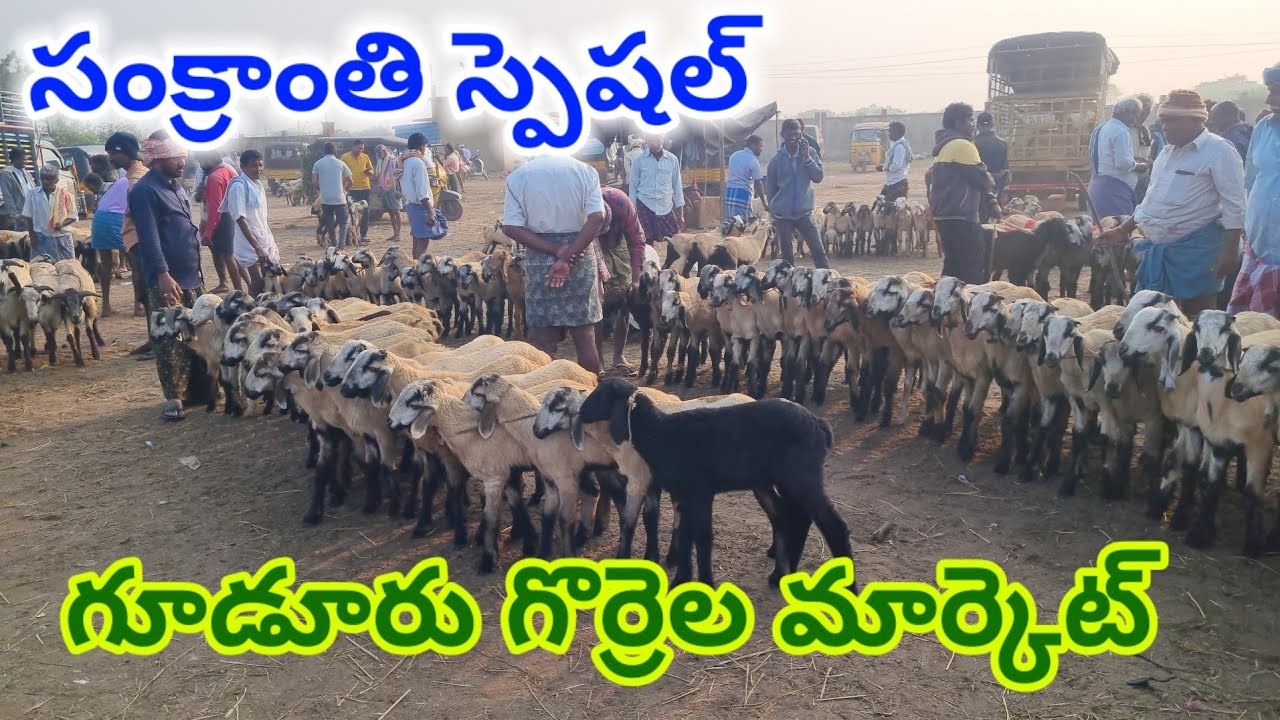 Gudur sheep market Today 16 1 2026 సంక్రాంతికి గూడూరు గొర్రెల సంత #market