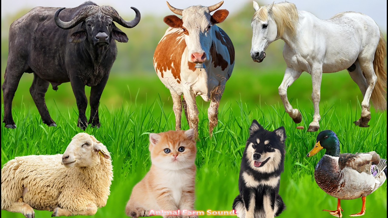 Cute Farm Animals: Chicken, Rabbit, Pig, Buffalo, Dog, Parrot, Sheep, Goat, Cow &ndash; Animal Sounds