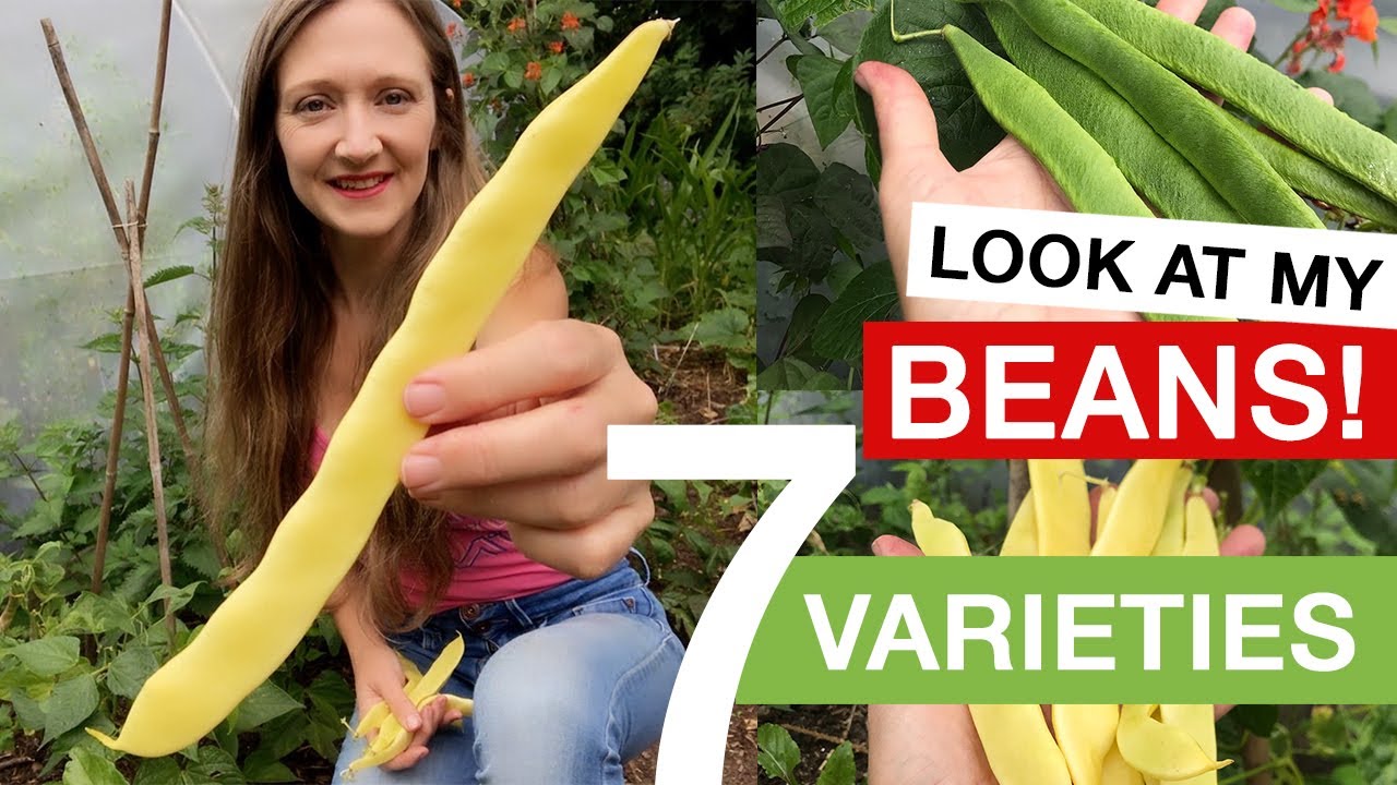 7 Varieties of Beans You Should Grow !