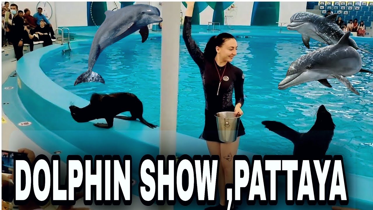 Dolphin Show , Bangkok 🌎 🐬😁 Pattaya City 🏙️ Thailand 🌆 .