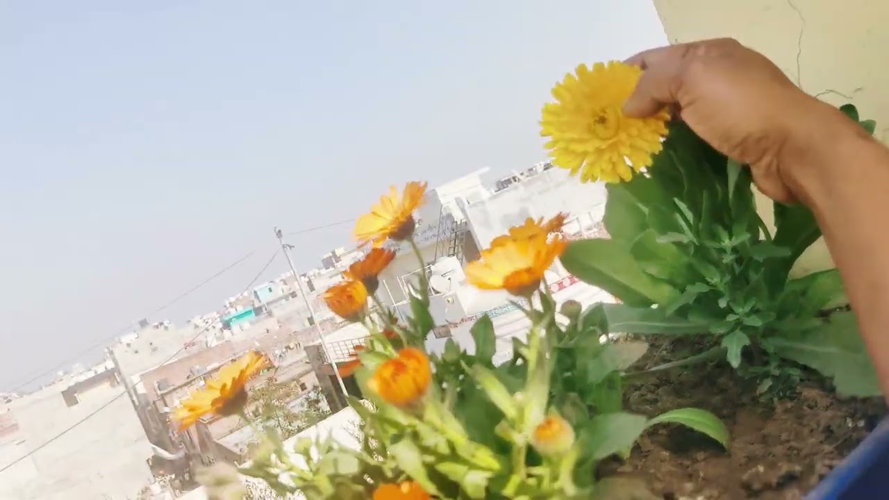 अगले विंटर की तैयारी अभी से 🌱 घर पर ऐसे करें सब्जियों के Seeds तैयार#youtube #yt #shot #garden 