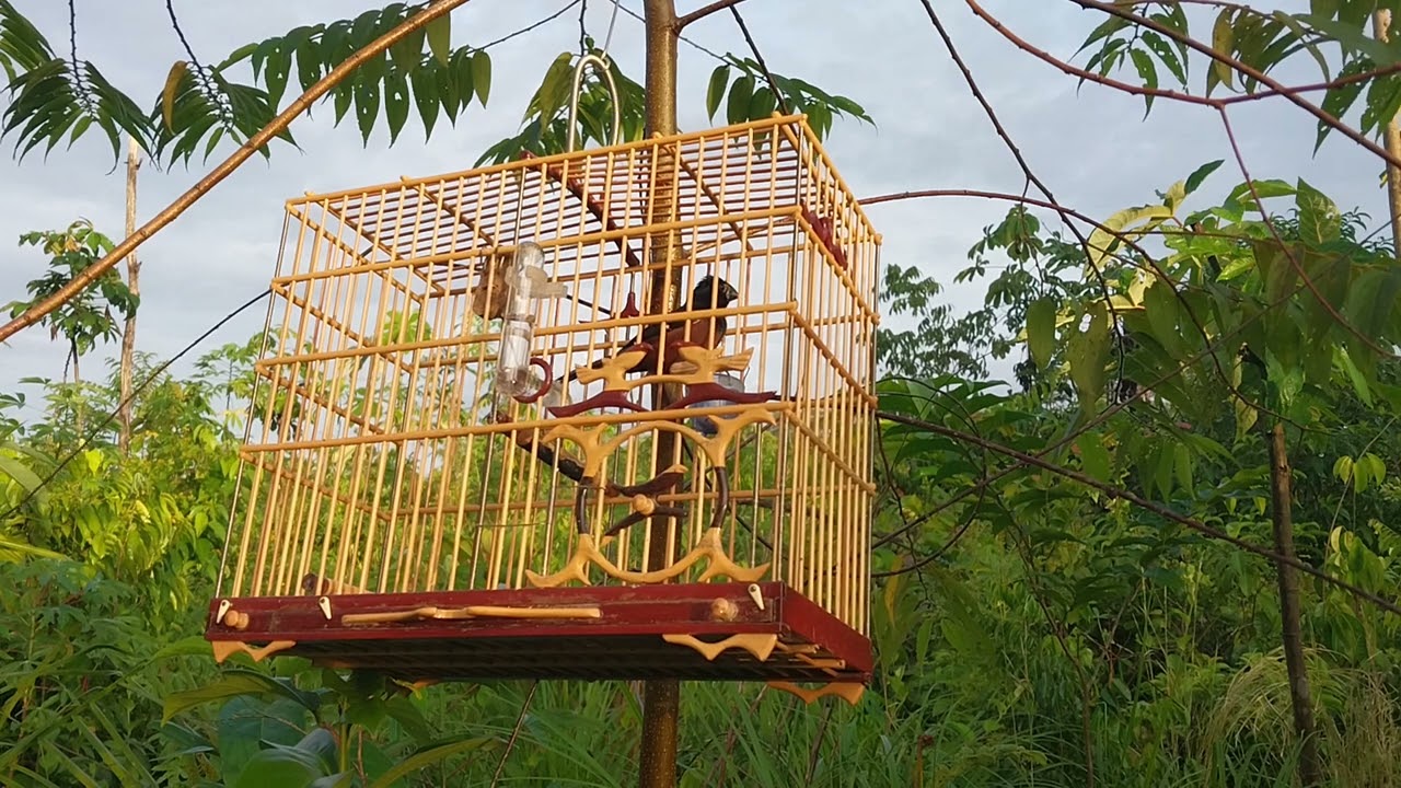 Curió Paraense,cantoria boa para ensinar filhotes