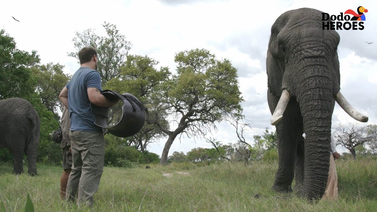 Elephant Who Hurt His Leg Gets Help From A Hero | Dodo Heroes Season 1