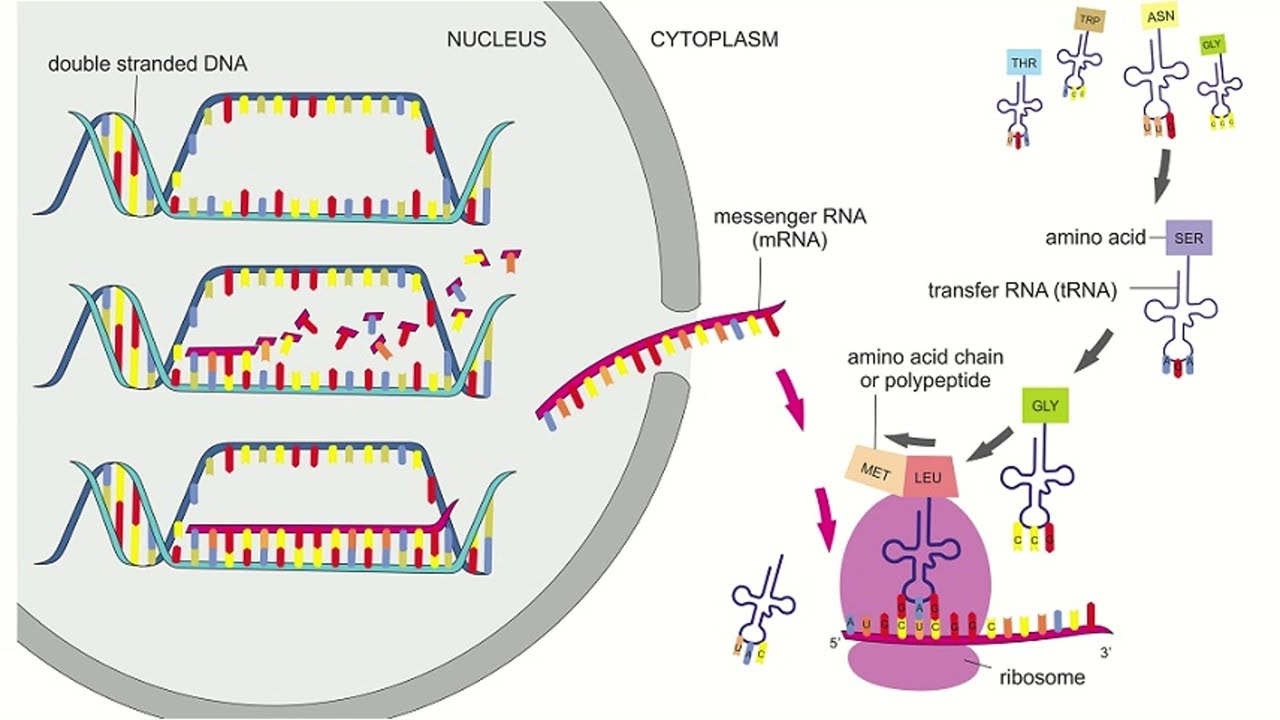 QCE Biology Unit 4 - Protein Synthesis: Transcription and Translation