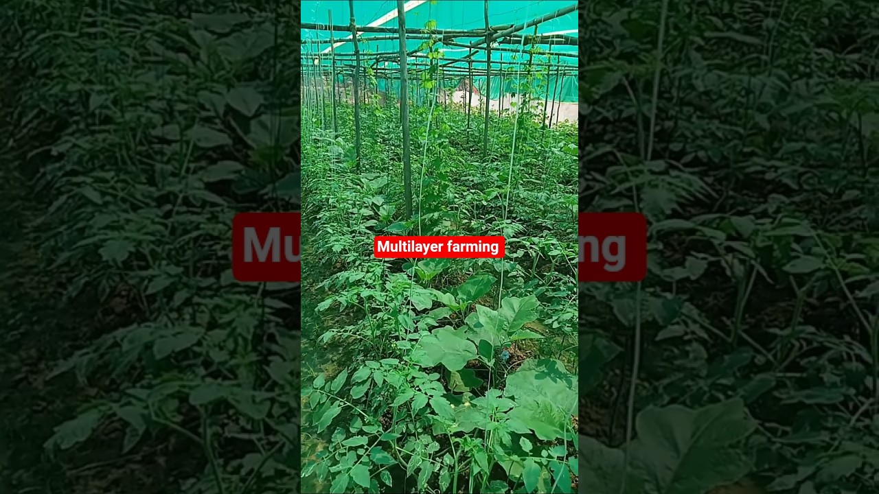 Farming. multilayer farming system