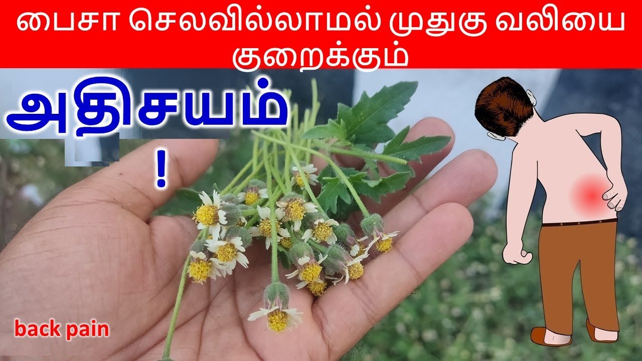பைசா செலவில்லாமல் முதுகு வலியை குறைக்கும் அதிசயம்!முதுகு வலி இயற்கை மூலிகைகள் || causes of back pain