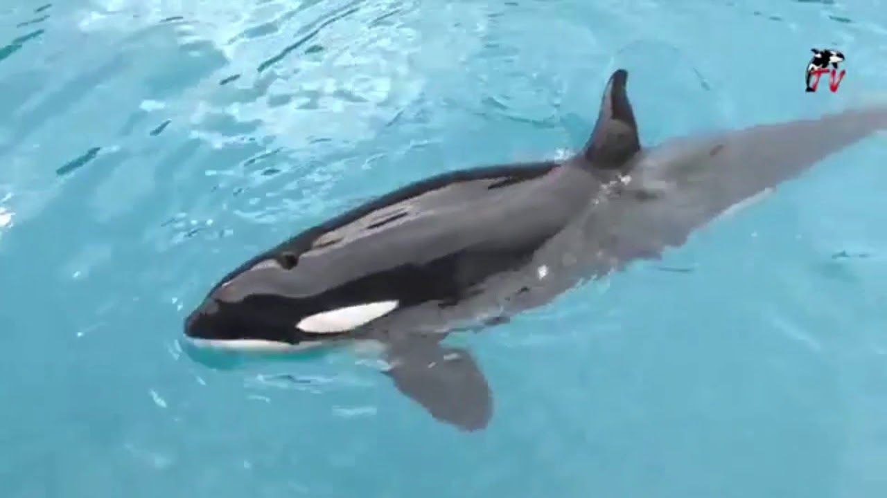 Marineland tv - Reportage N°77 Freya (1/2)