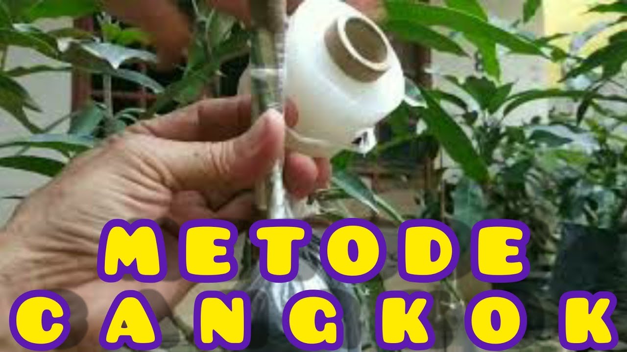 cangkok mangga cepat berakar