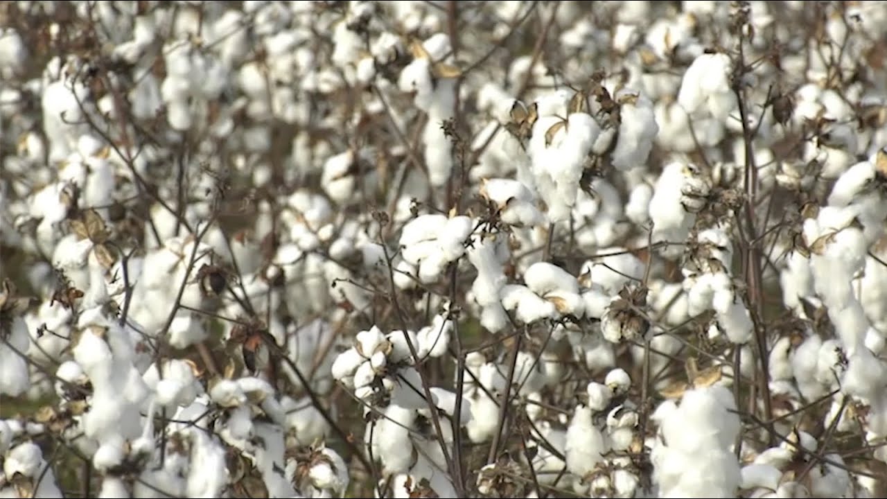 Georgia Cotton Growers Face Tough Times: Low Prices, High Costs & Hope for 2025 🌱👨‍🌾