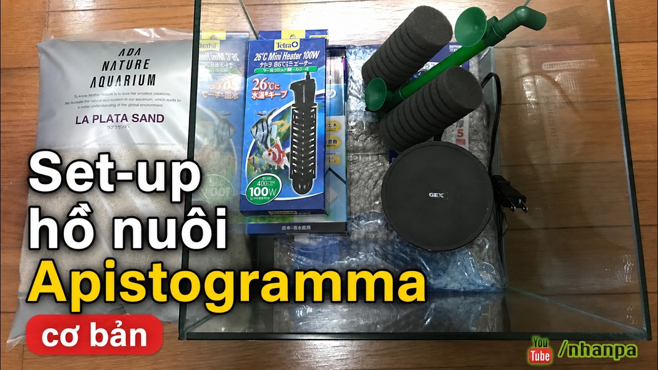 Setup hồ nuôi cá phượng hoàng Apistogramma