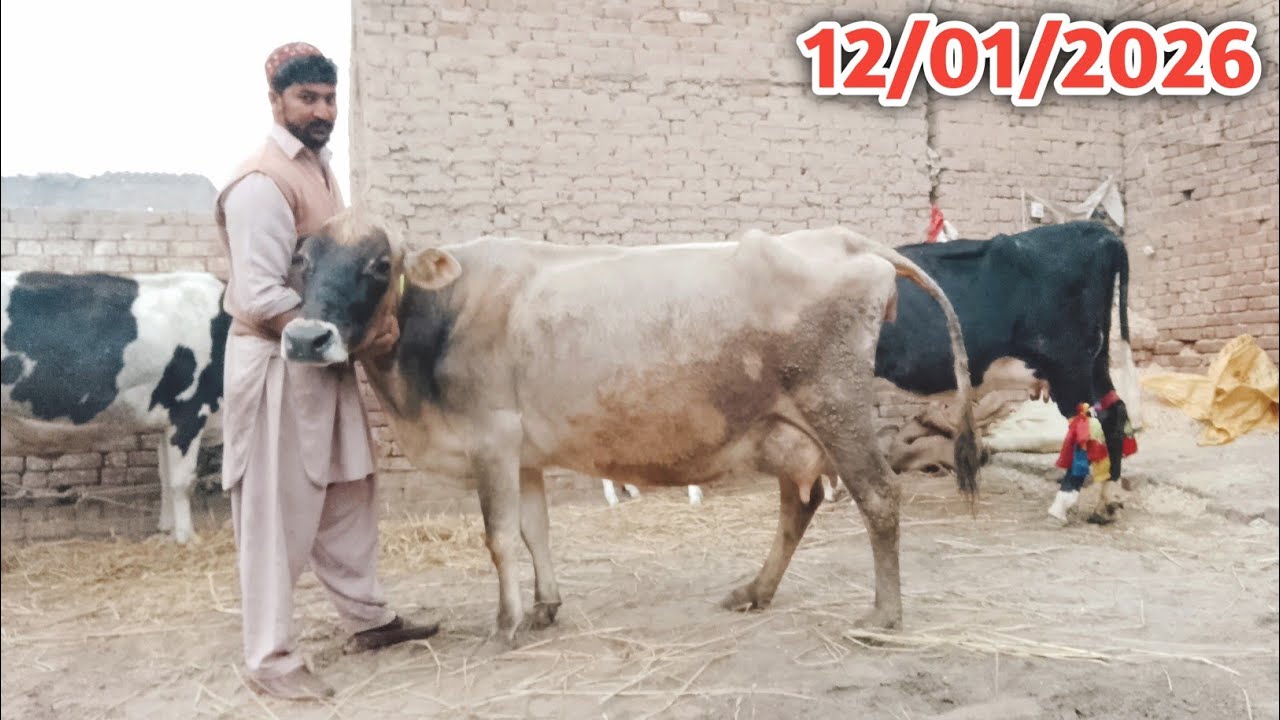Pure Jarsey Cow || Australian Fresian Cholistani HF cross breed cows !Ali Best 
