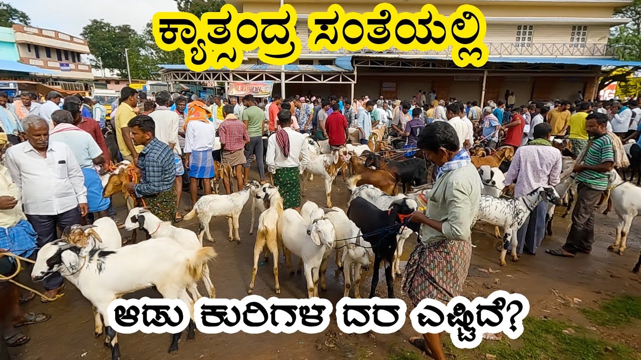 Rate of sheep and goats in Kyatsandra santhe