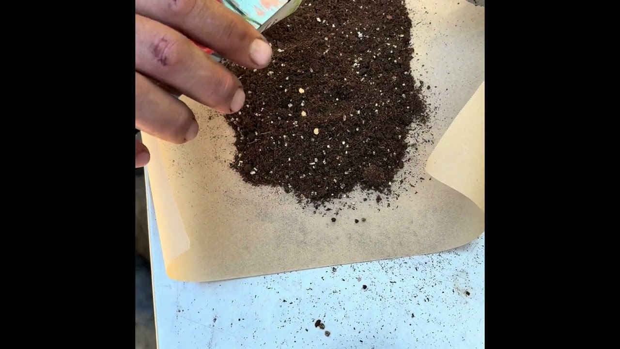Starting my seeds in tight spaces #seedstarting #rvliving 