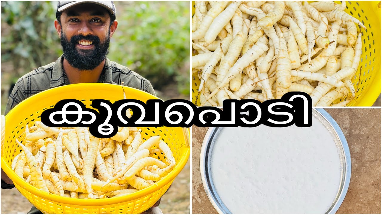 നല്ല കൂവപൊടി കിട്ടണമെങ്കിൽ ഇങ്ങനെ ചെയ്തെടുക്കണം 😊☺️👍