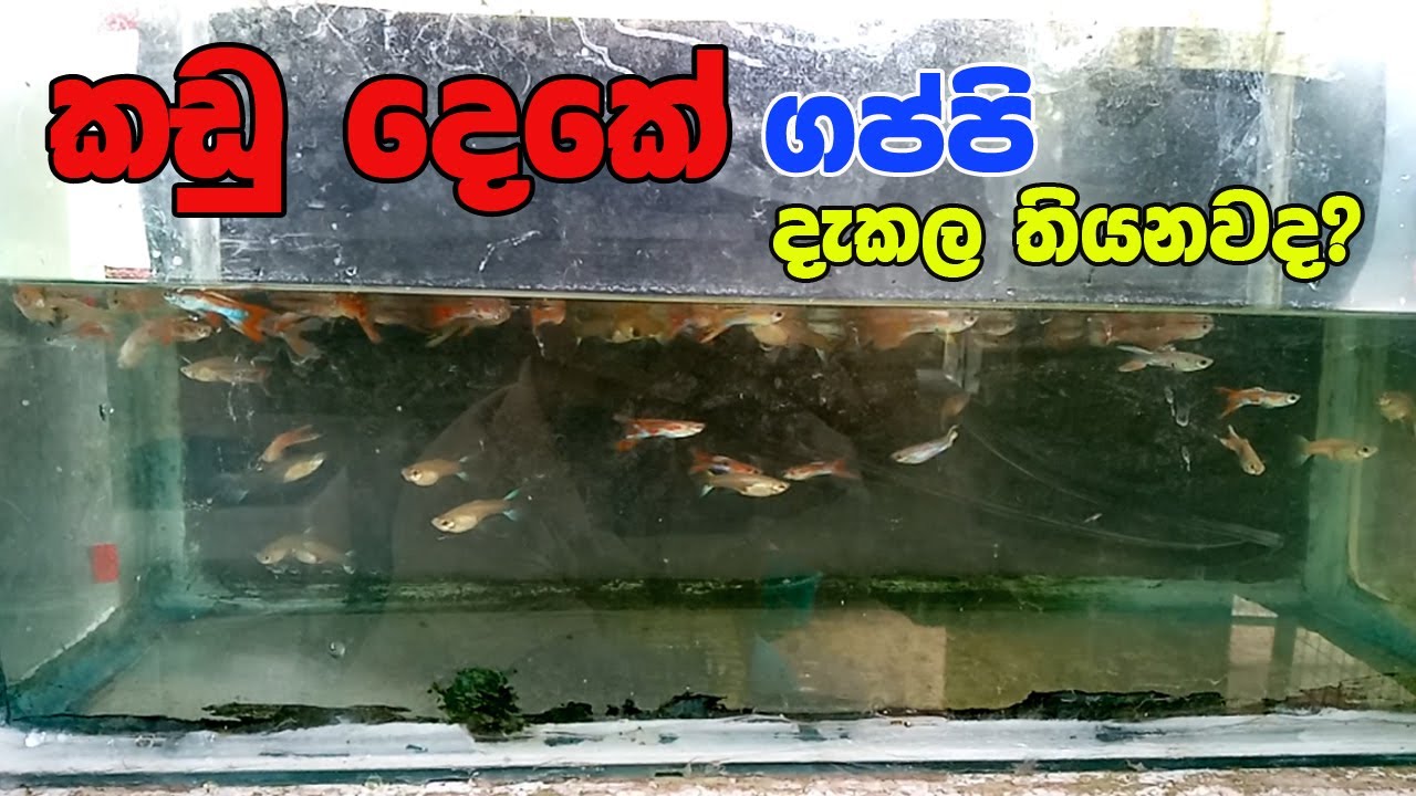 Guppy fish care in Sinhala | New Guppy | Double Sword tail Guppy
