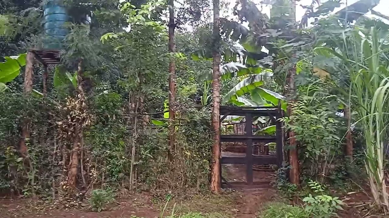 African Village life 🥑🥑DI GROW APPLIED Agriculture organic farm GREEN EVERY WHERE