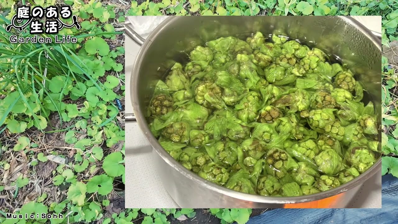 まったり庭日記　「男根はおでんに ＆ ふき味噌」