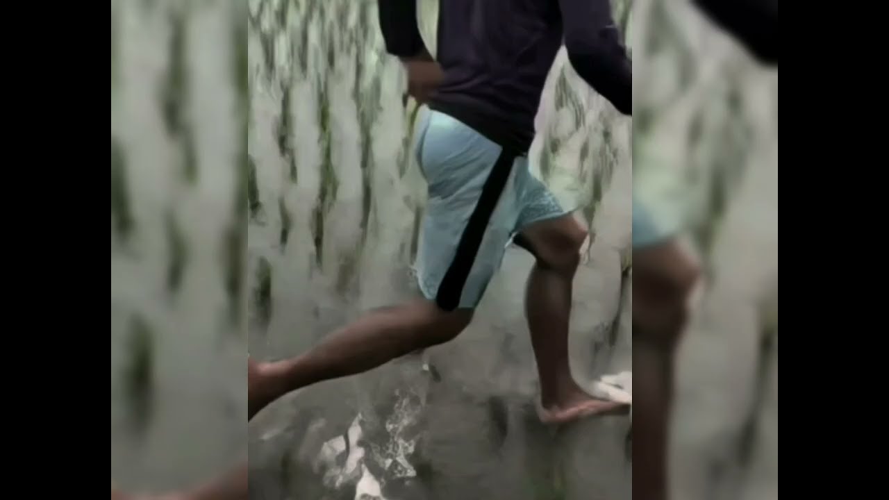 Ngurek belut bertemu dengan raj4nya.