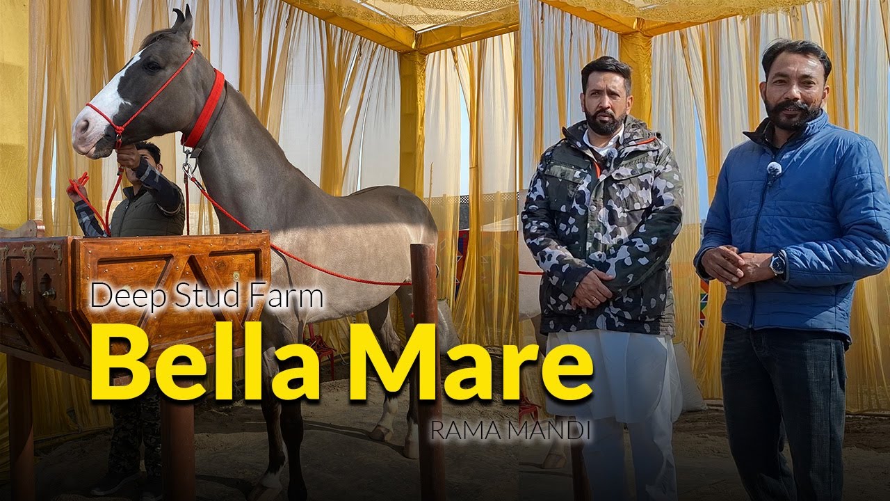 Bella (Mare-Baydun Color) Deep Stud Farm | Rama Mandi | Punjab Breed