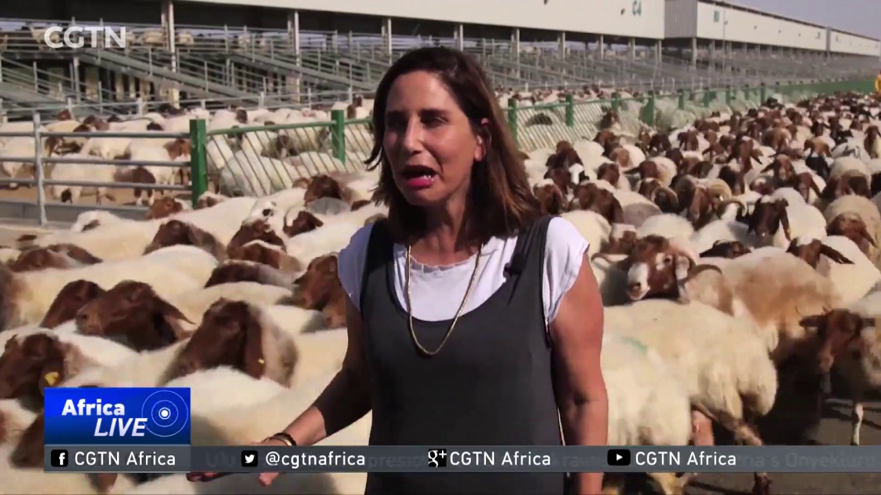 4,000 cows to be flown into Qatar to combat dairy shortage